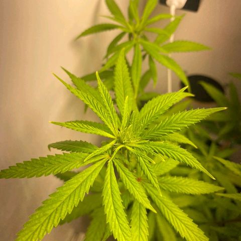 Gorilla Glue #2 growlog timeline photo