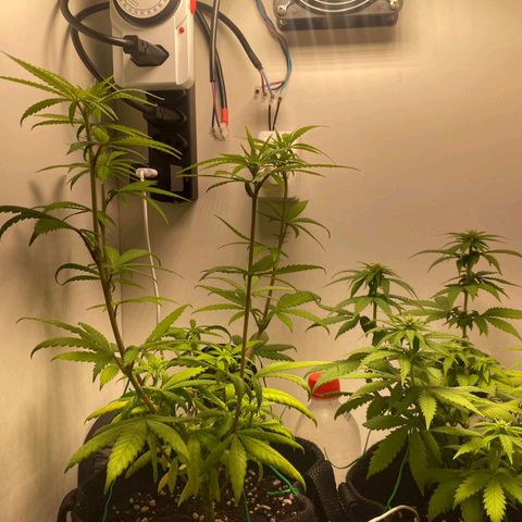 Gorilla Glue #2 growlog timeline photo