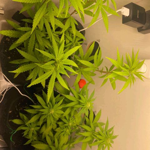 Gorilla Glue #2 growlog timeline photo