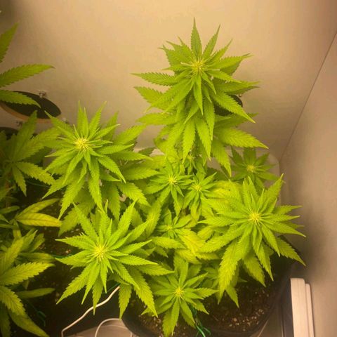 Gorilla Glue #2 growlog timeline photo