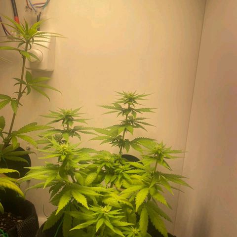 Gorilla Glue #2 growlog timeline photo