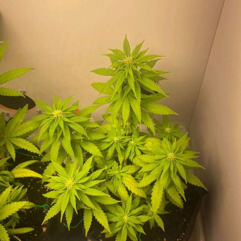 Gorilla Glue #2 growlog timeline photo