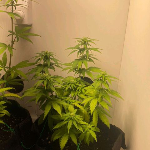 Gorilla Glue #2 growlog timeline photo