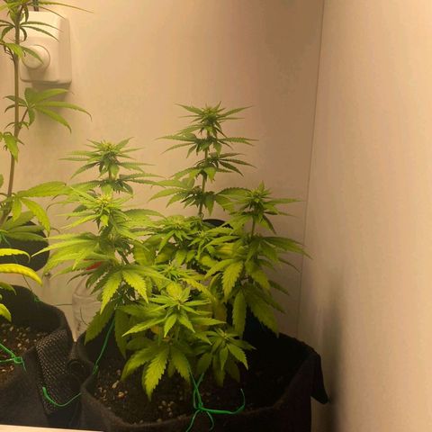 Gorilla Glue #2 growlog timeline photo