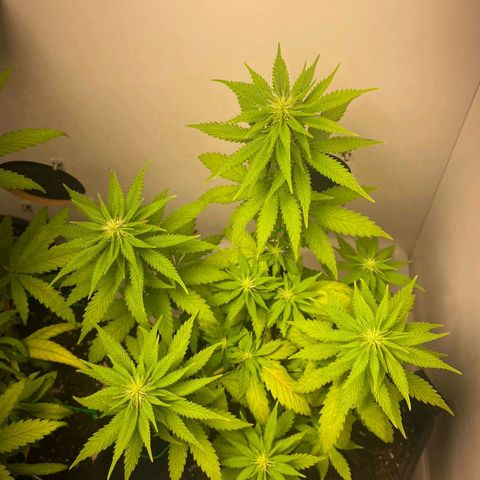 Gorilla Glue #2 growlog timeline photo