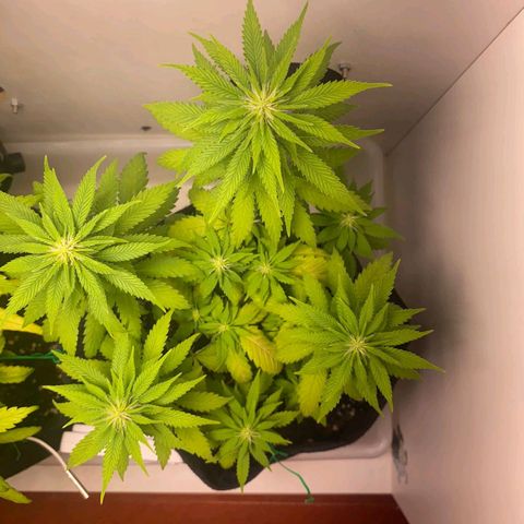 Gorilla Glue #2 growlog timeline photo