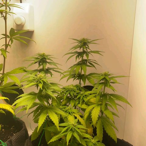 Gorilla Glue #2 growlog timeline photo