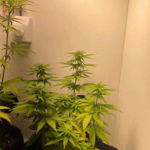 Gorilla Glue #2 growlog timeline photo