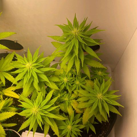 Gorilla Glue #2 growlog timeline photo