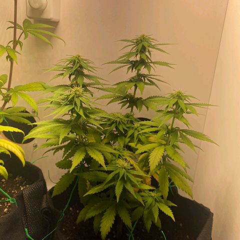 Gorilla Glue #2 growlog timeline photo