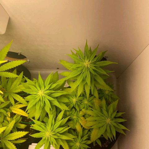 Gorilla Glue #2 growlog timeline photo