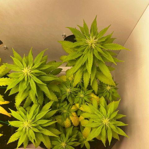 Gorilla Glue #2 growlog timeline photo