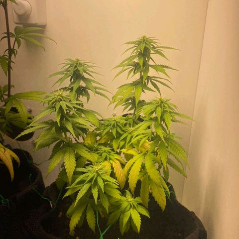 Gorilla Glue #2 growlog timeline photo