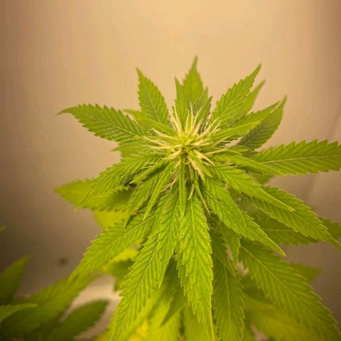 Gorilla Glue #2 growlog timeline photo