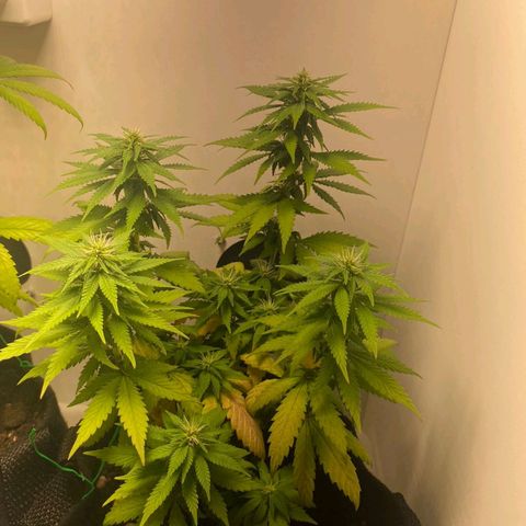 Gorilla Glue #2 growlog timeline photo