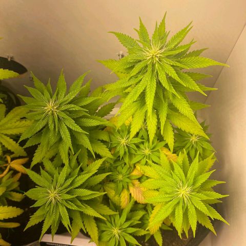 Gorilla Glue #2 growlog timeline photo