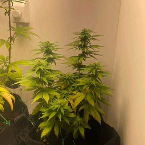 Gorilla Glue #2 growlog timeline photo