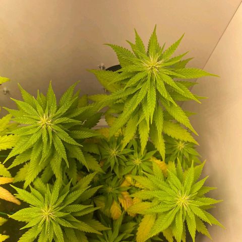 Gorilla Glue #2 growlog timeline photo