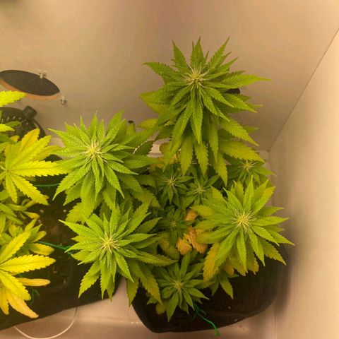 Gorilla Glue #2 growlog timeline photo