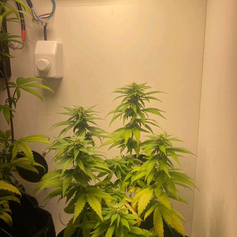 Gorilla Glue #2 growlog timeline photo
