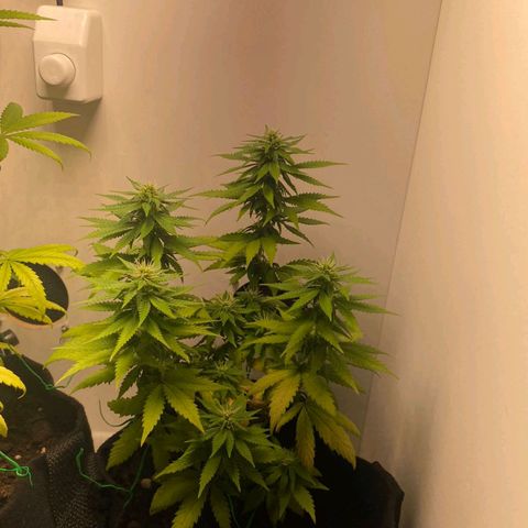 Gorilla Glue #2 growlog timeline photo