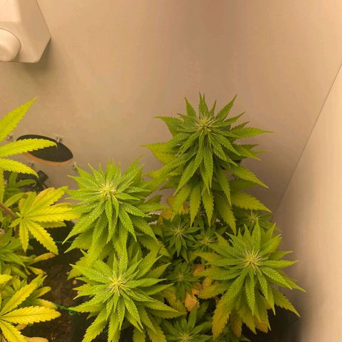 Gorilla Glue #2 growlog timeline photo