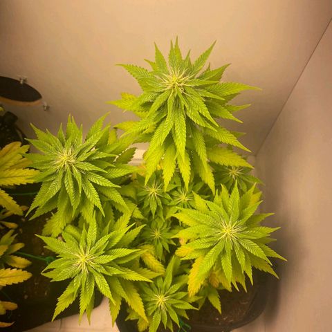 Gorilla Glue #2 growlog timeline photo