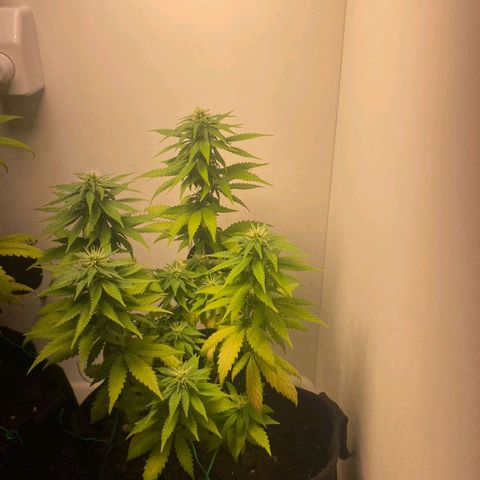 Gorilla Glue #2 growlog timeline photo