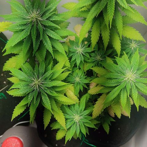 Gorilla Glue #2 growlog timeline photo