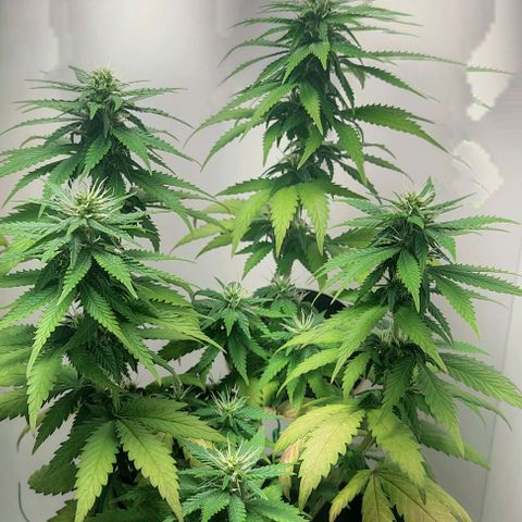 Gorilla Glue #2 growlog timeline photo