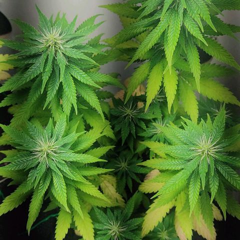 Gorilla Glue #2 growlog timeline photo