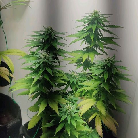 Gorilla Glue #2 growlog timeline photo