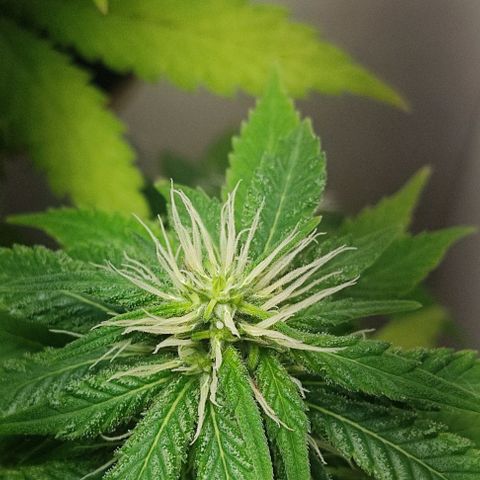 Gorilla Glue #2 growlog timeline photo