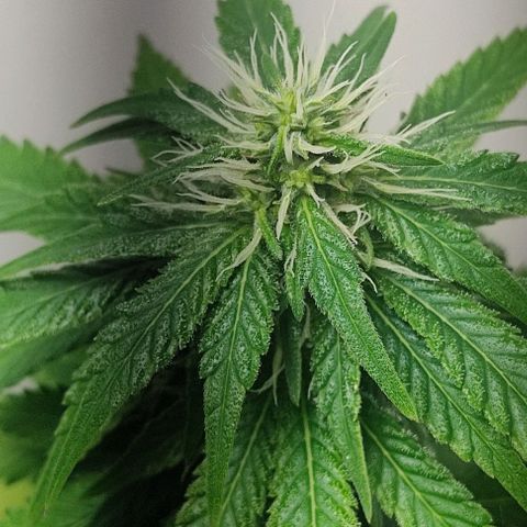 Gorilla Glue #2 growlog timeline photo