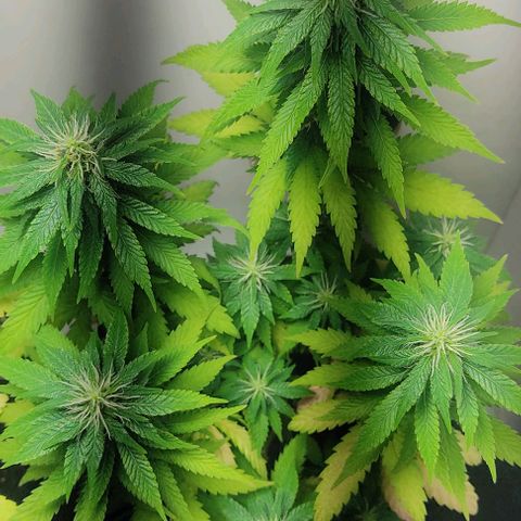 Gorilla Glue #2 growlog timeline photo
