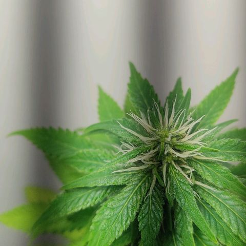 Gorilla Glue #2 growlog timeline photo