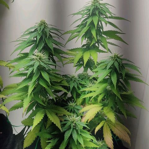 Gorilla Glue #2 growlog timeline photo