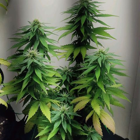 Gorilla Glue #2 growlog timeline photo