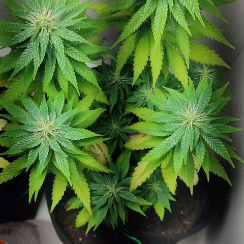 Gorilla Glue #2 growlog timeline photo