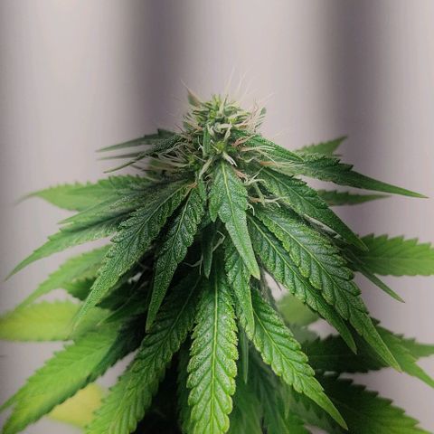 Gorilla Glue #2 growlog timeline photo