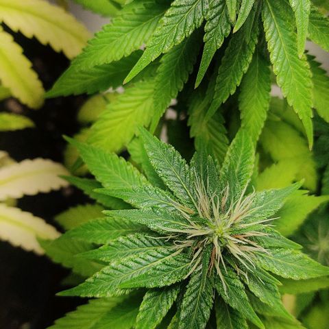 Gorilla Glue #2 growlog timeline photo