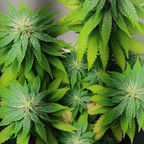 Gorilla Glue #2 growlog timeline photo