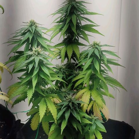 Gorilla Glue #2 growlog timeline photo
