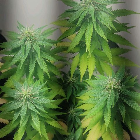 Gorilla Glue #2 growlog timeline photo