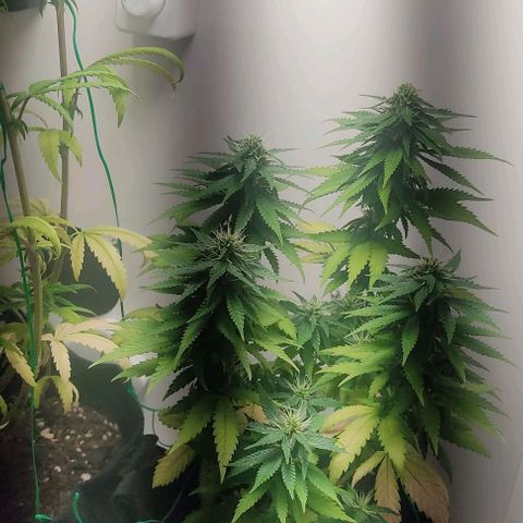 Gorilla Glue #2 growlog timeline photo