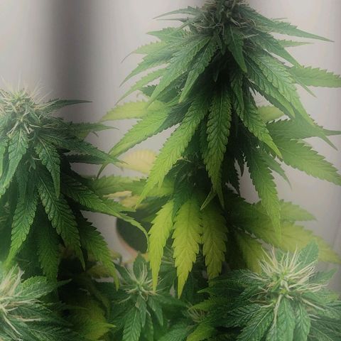 Gorilla Glue #2 growlog timeline photo