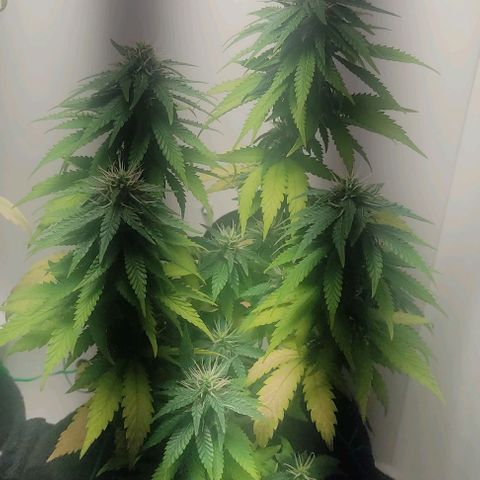 Gorilla Glue #2 growlog timeline photo