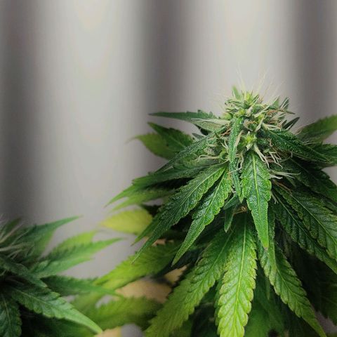 Gorilla Glue #2 growlog timeline photo