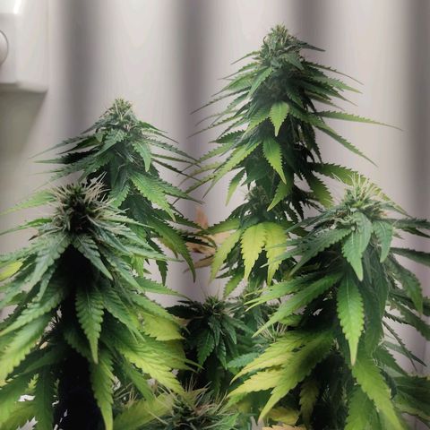 Gorilla Glue #2 growlog timeline photo