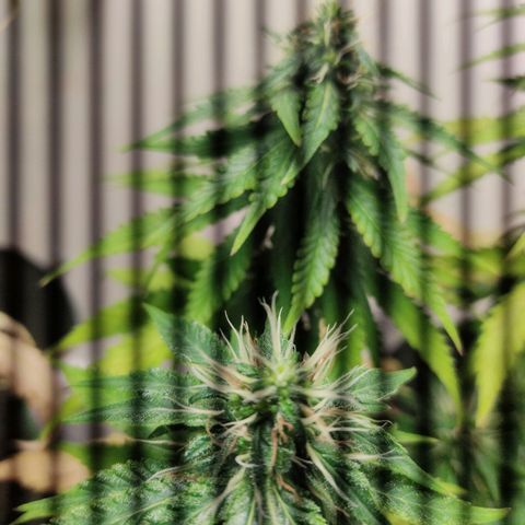 Gorilla Glue #2 growlog timeline photo